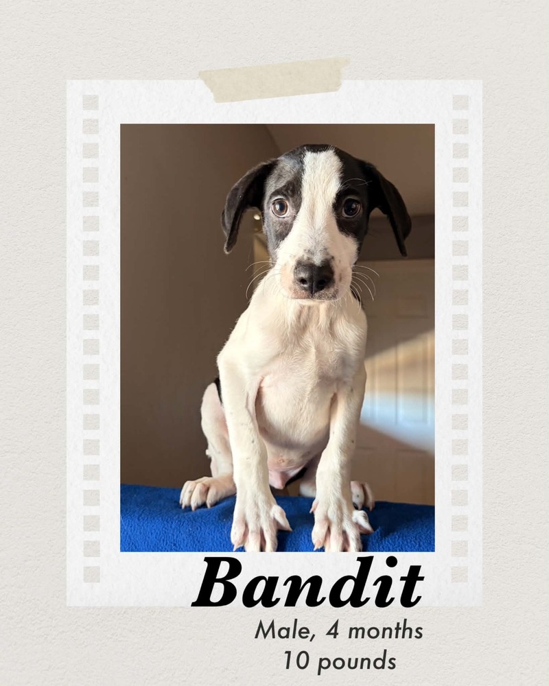 Photo of Bandit