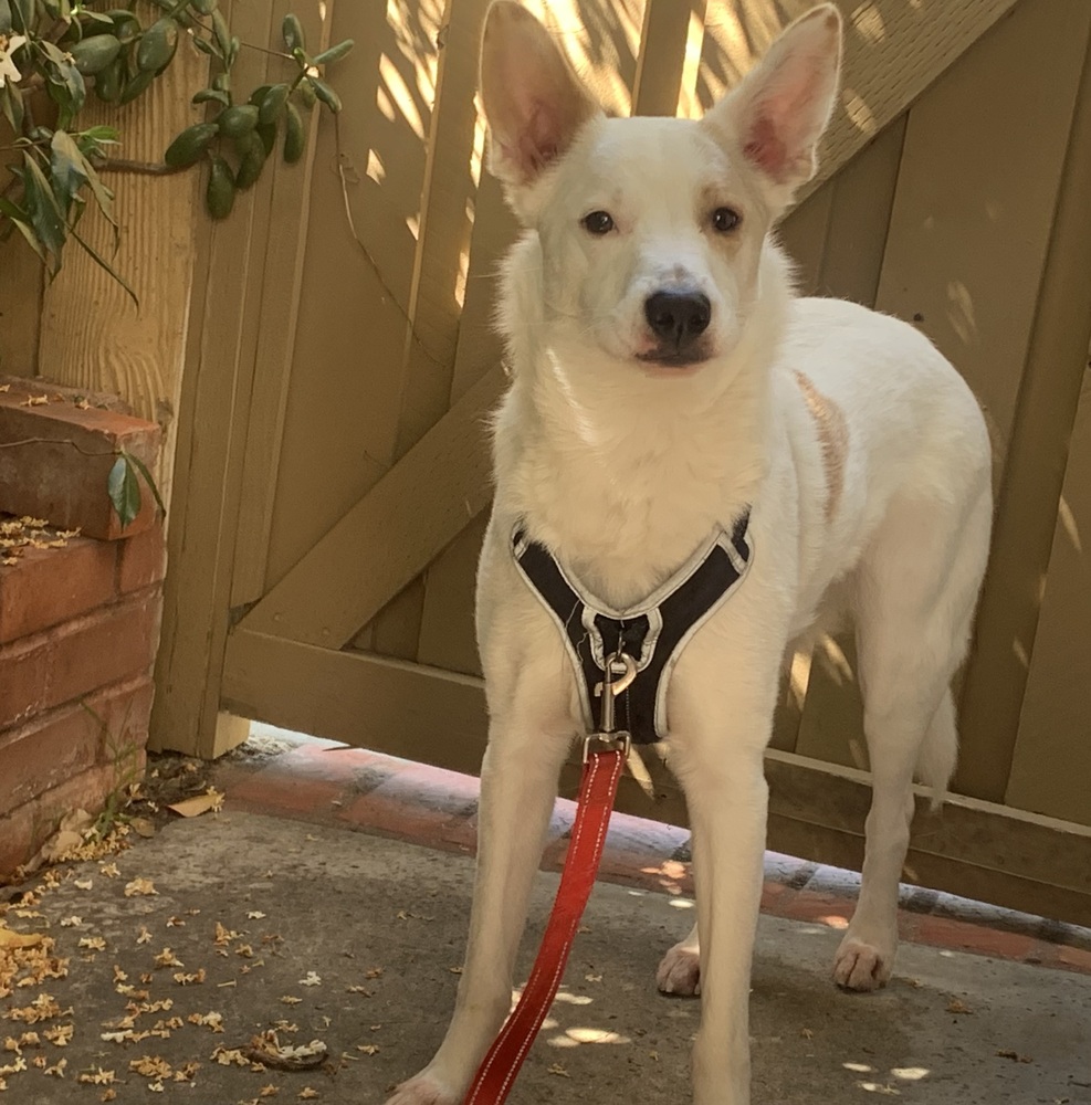 Photo of Jasper, adoptable Australian Cattle Dog/Blue Heeler in Dana Point, California