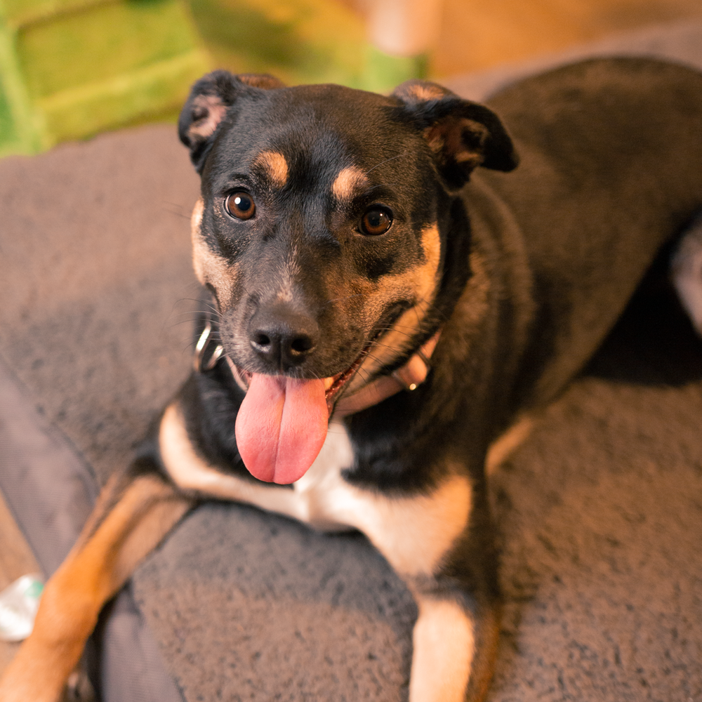 Photo of Wendy, adoptable Labrador Retriever in Dana Point, California