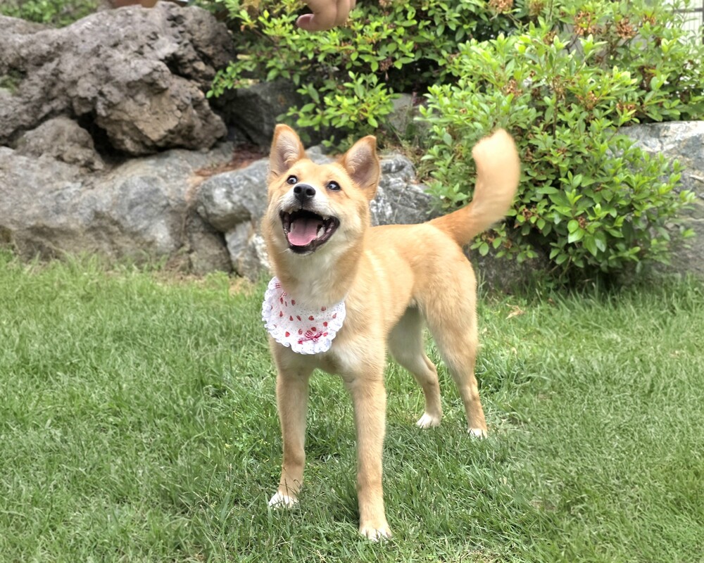 Jjangi