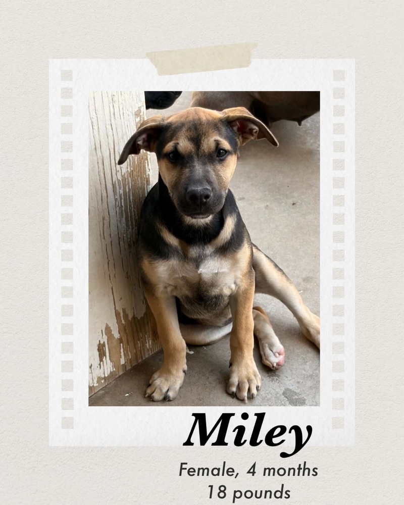 Photo of Miley