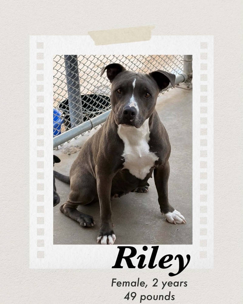 Photo of Riley