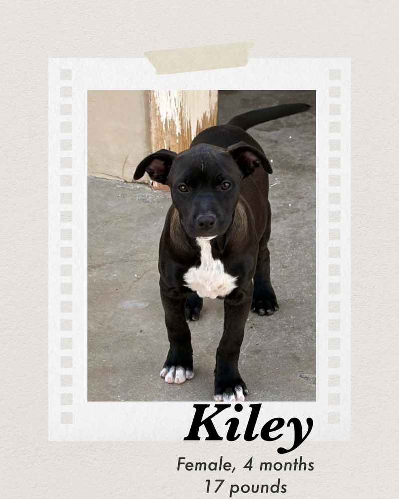 Photo of Kiley