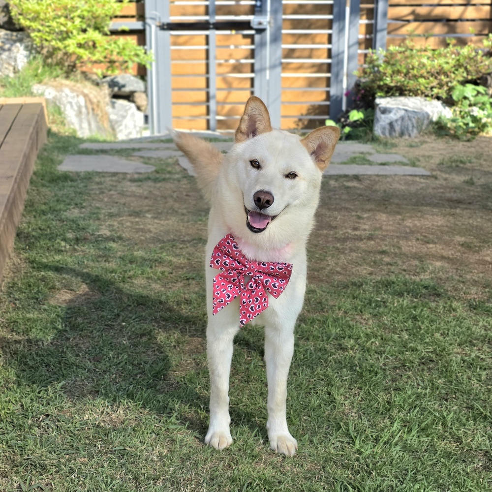 Bibi