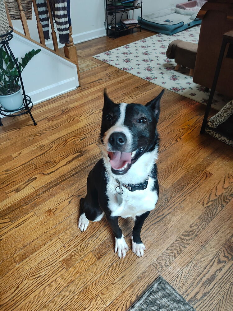 begin dog
