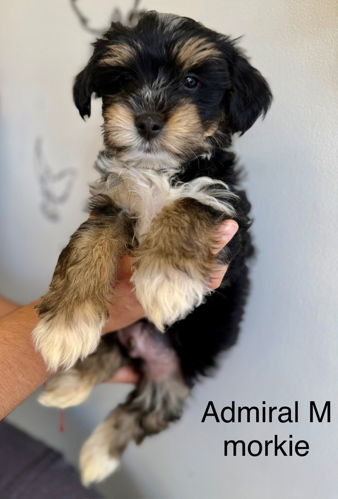 Admiral