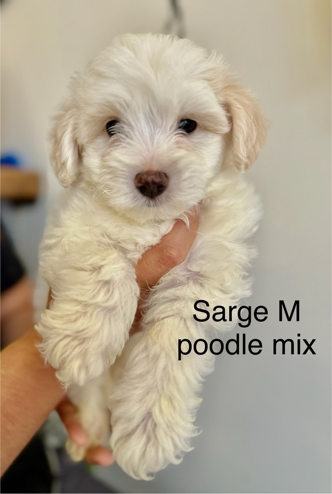 Sarge, Poodle (Miniature)