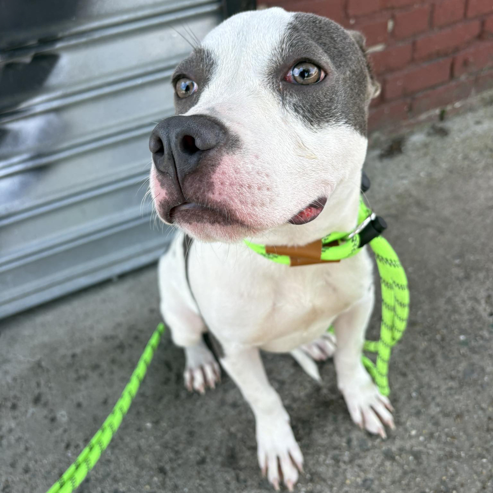 Tallulah Jasmine