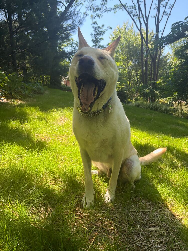 Tokki