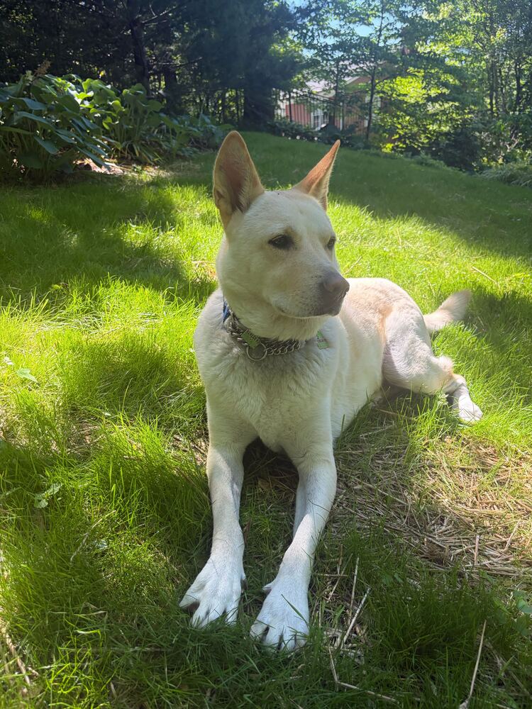 Tokki