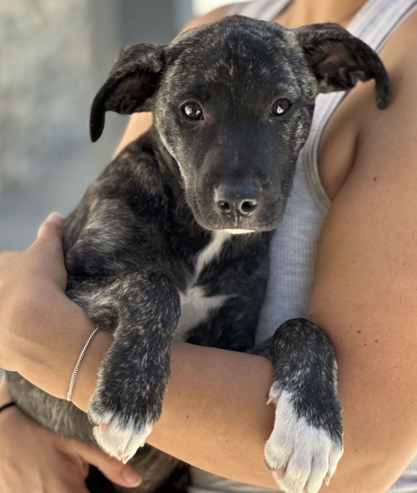 Photo of Willow, adoptable Border Collie in Dana Point, California
