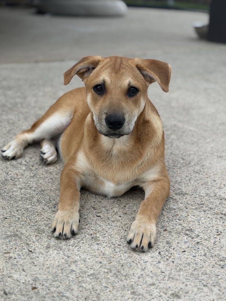 Muffin photo 3