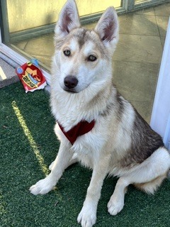 Photo of Roxy