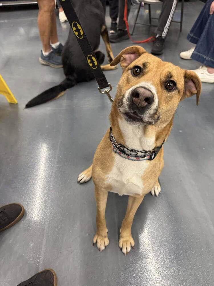 begin dog