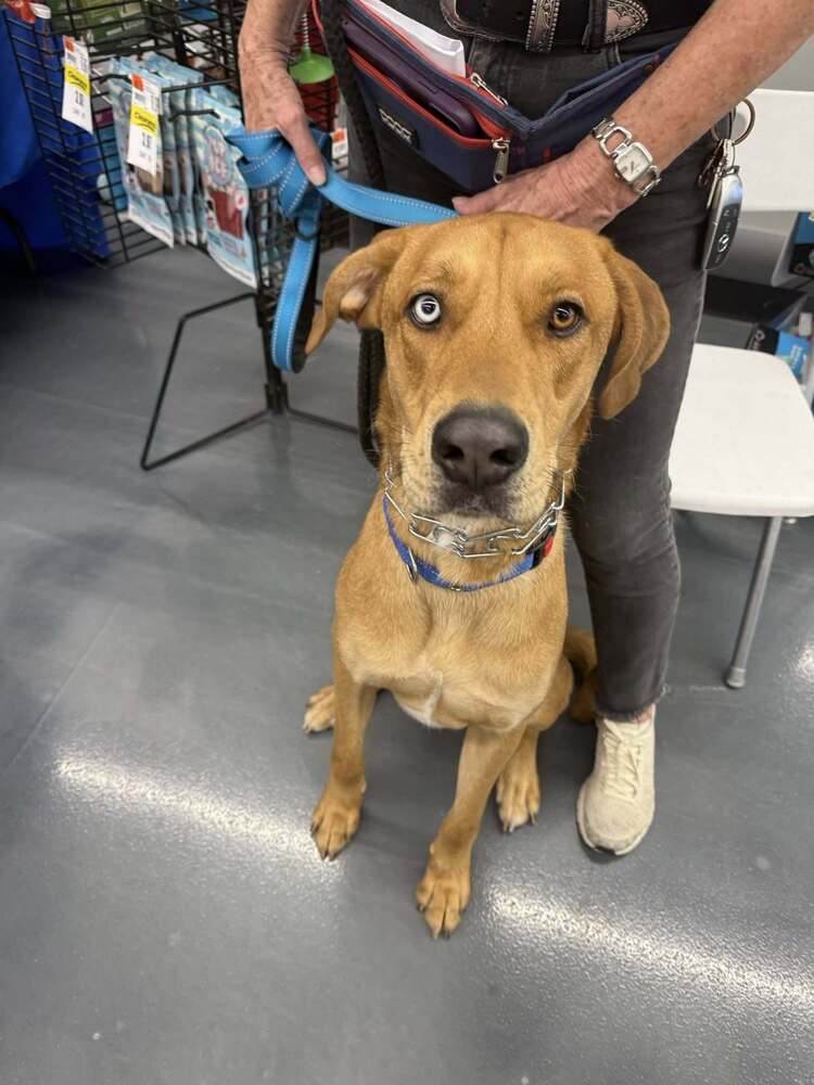 begin dog