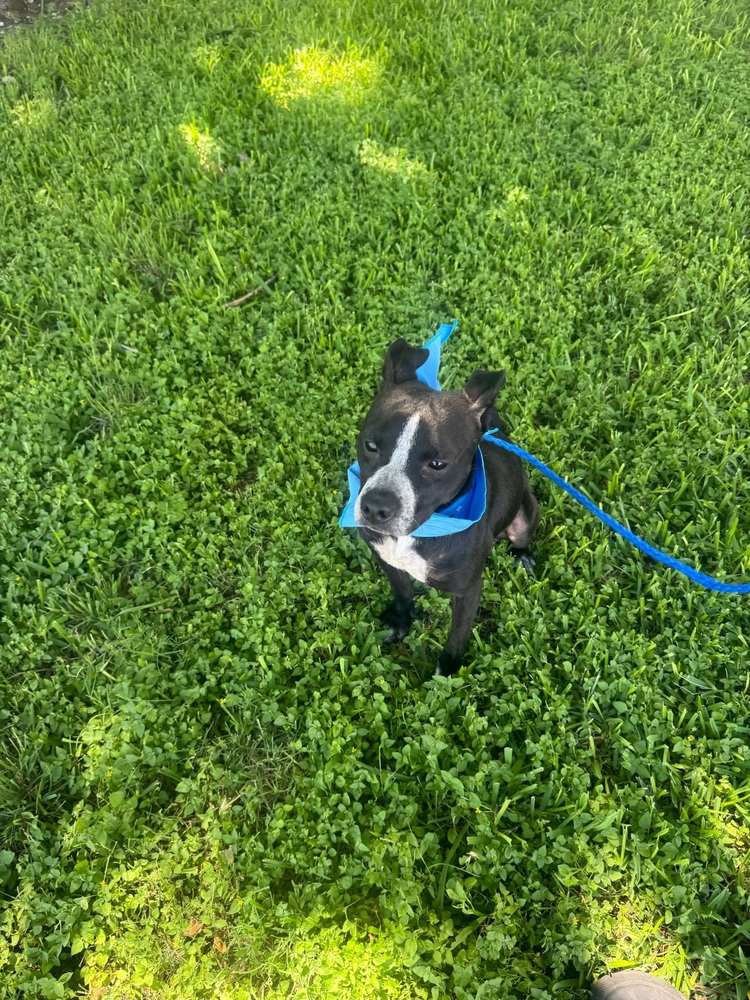 Photo of Enzo, adoptable Terriers (Medium) in Oak Bluffs, Massachusetts