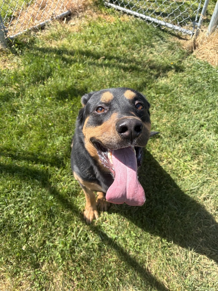 Yogi 