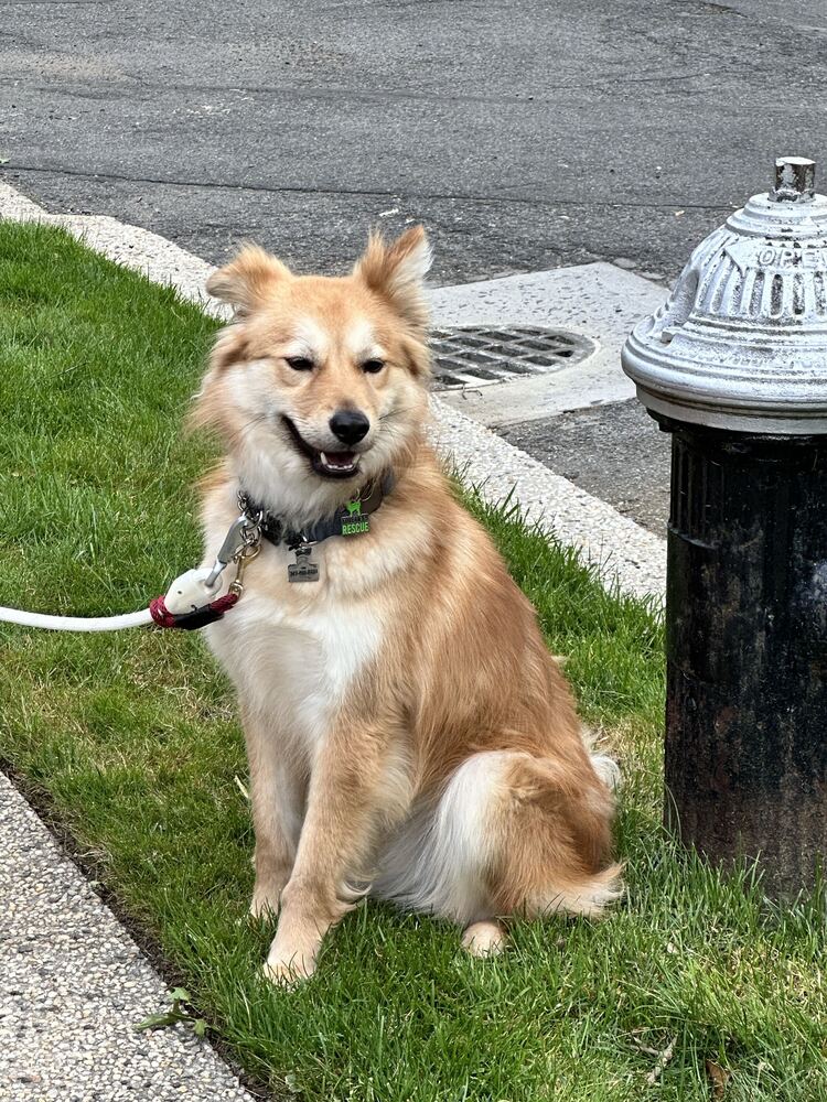 Miso