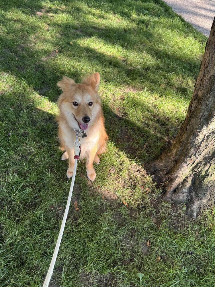 Miso