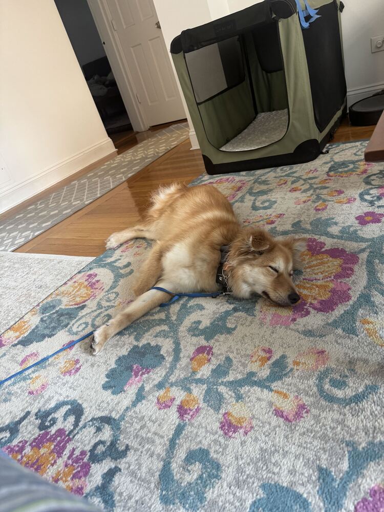 Miso