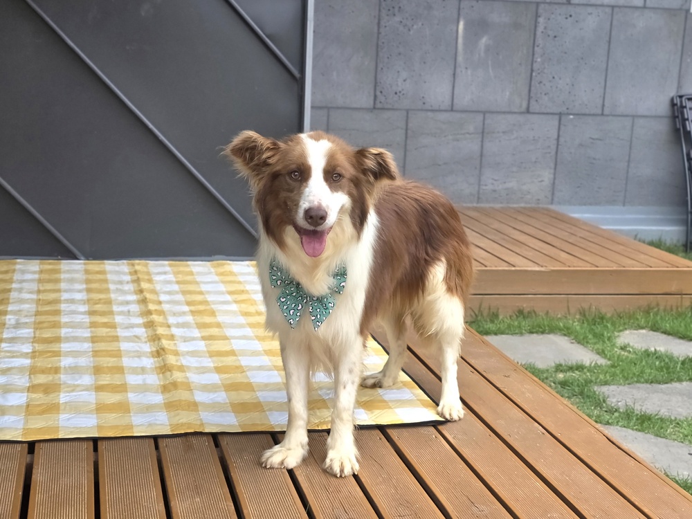 https://s3.us-east-1.amazonaws.com/petstablished-app-beta/uploads/image/image/5965938/KakaoTalk_20260603_055127892_23.jpg