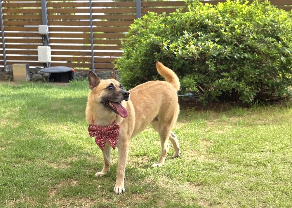 https://s3.us-east-1.amazonaws.com/petstablished-app-beta/uploads/image/image/5965950/KakaoTalk_20260603_055543448_04.jpg