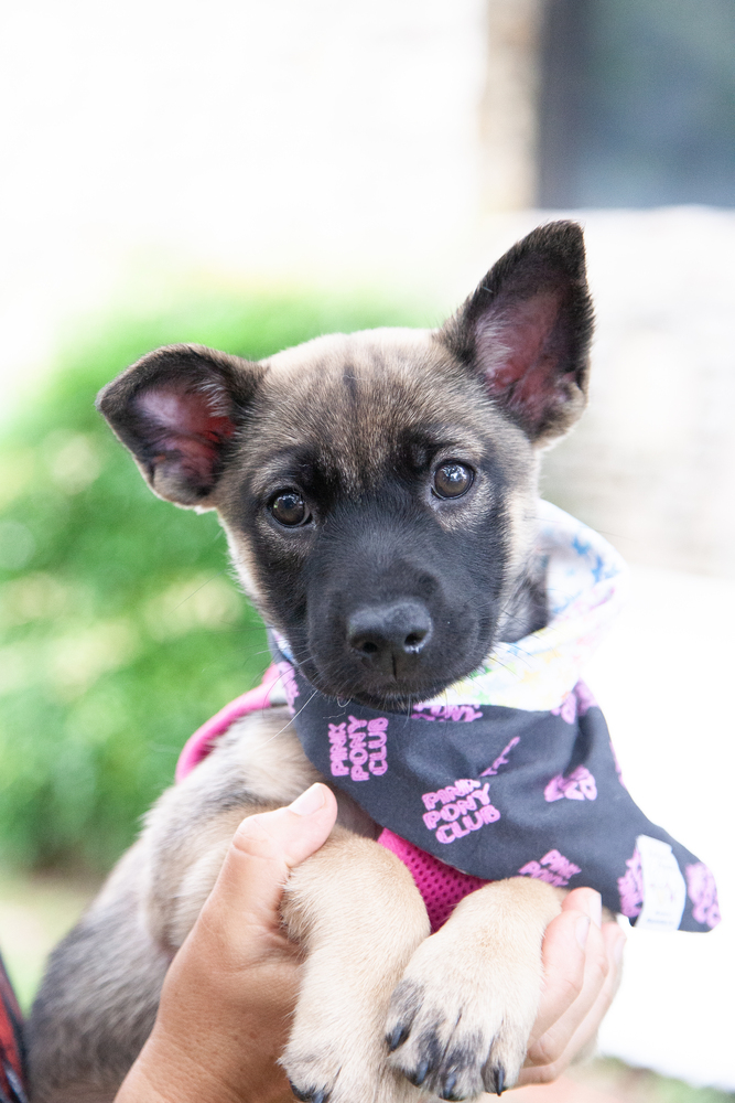 Dora