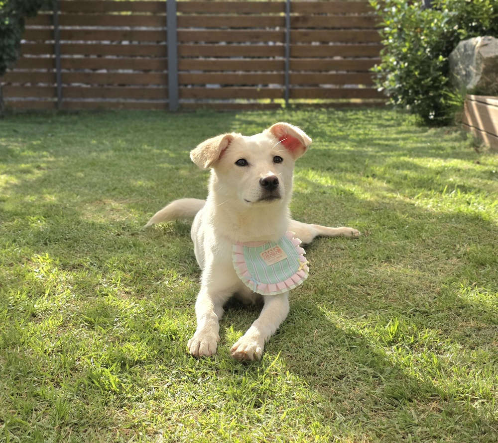 https://s3.us-east-1.amazonaws.com/petstablished-app-beta/uploads/image/image/5969937/KakaoTalk_20260606_080210205_12.jpg