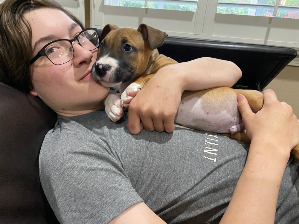 Photo of Han Solo, adoptable Black Mouth Cur in Dana Point, California