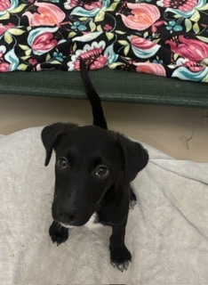 Photo of Shadow