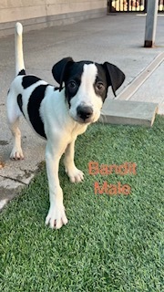 Photo of Bandit