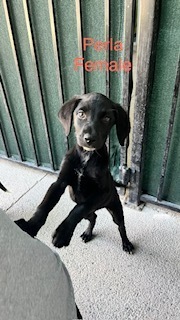 Photo of Perla