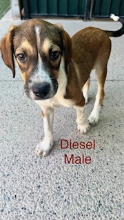 Diesel