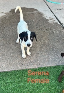 Photo of Serena