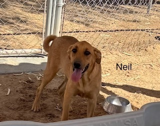 Photo of Neil