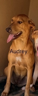 Photo of Audrey