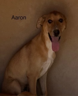 Photo of Aaron