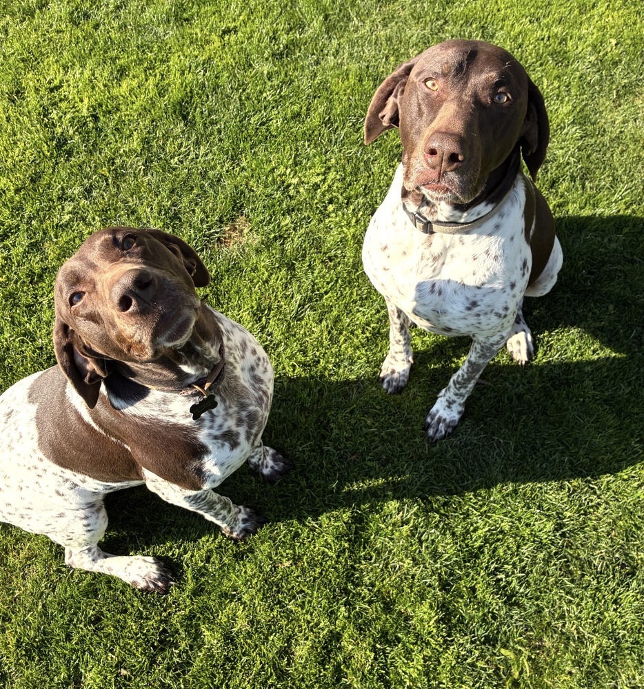 Thor & Ellie, photo 2
