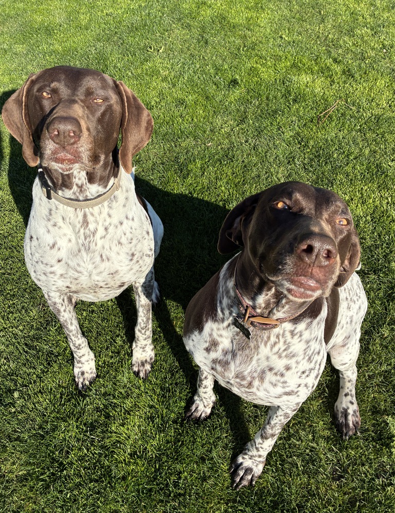 Thor & Ellie, photo 3