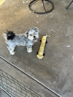 Photo of Luffy