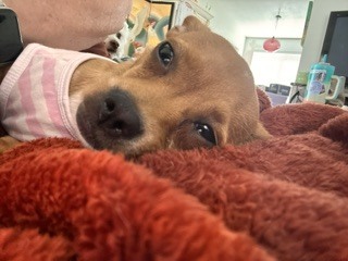Photo of Pearl
