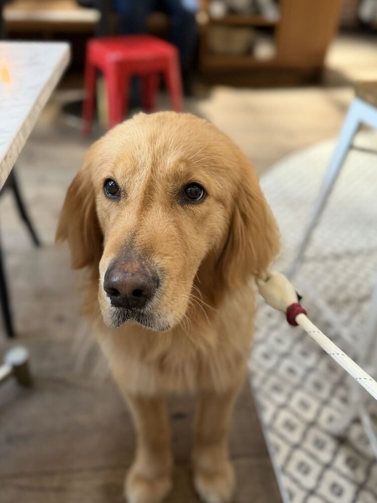 Reina
