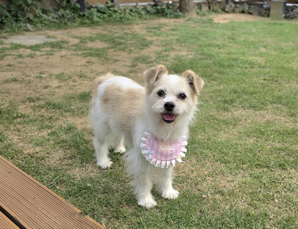 https://s3.us-east-1.amazonaws.com/petstablished-app-beta/uploads/image/image/5977983/KakaoTalk_20260609_072256276_02.jpg