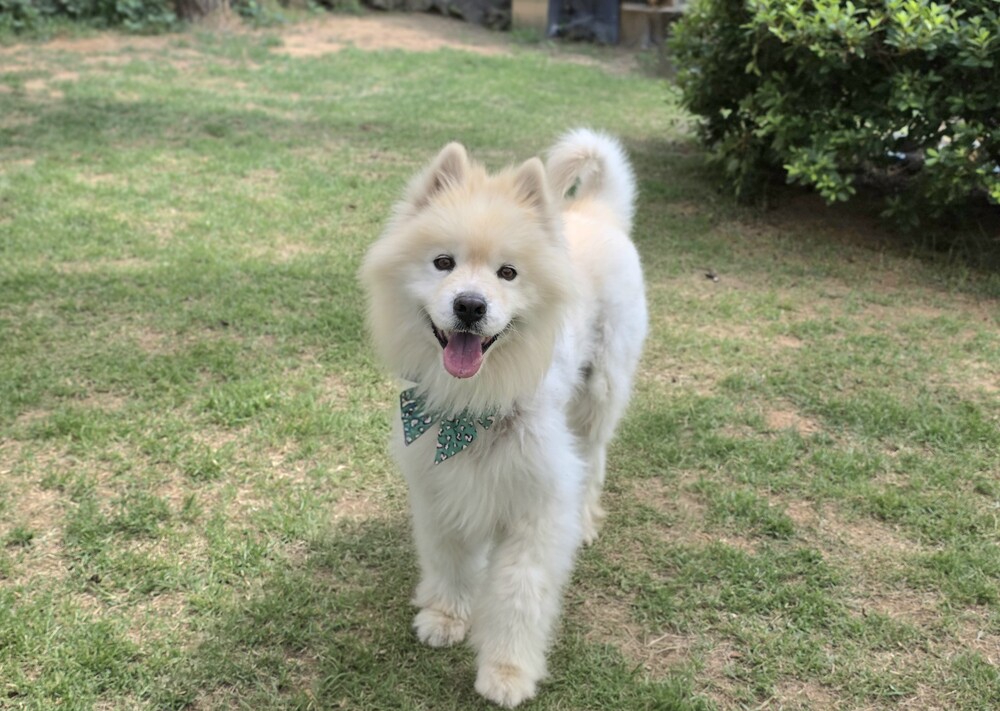 https://s3.us-east-1.amazonaws.com/petstablished-app-beta/uploads/image/image/5978019/KakaoTalk_20260609_072813072_19.jpg