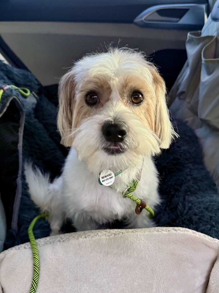 Canelo