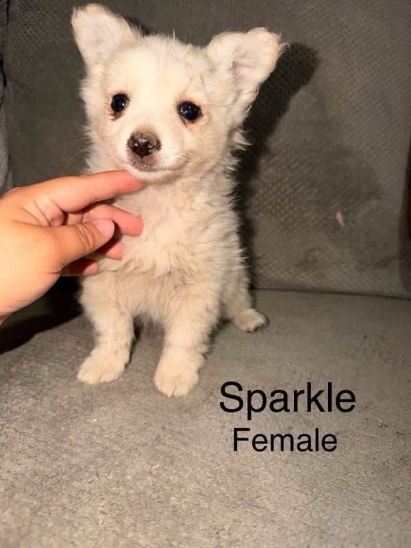 SPARKLE, Mixed Breed