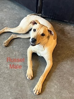 Russet