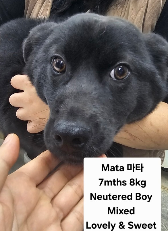 MATA