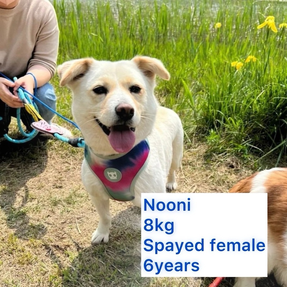NOONI