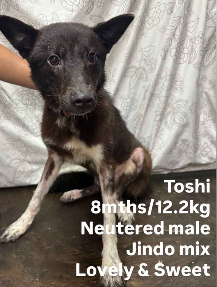 TOSHI